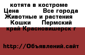 котята в костроме › Цена ­ 2 000 - Все города Животные и растения » Кошки   . Пермский край,Красновишерск г.